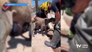 Los bomberos rescatan a un perro que había caído a una acequia de Orihuela