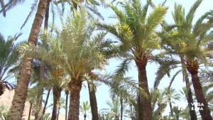 1,2 millones de euros para mantener El Palmeral de Orihuela