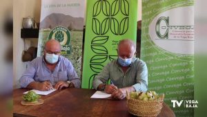 La Asociación de la Alcachofa se une a la Marca Territorio Vega Baja