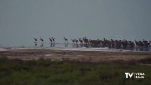 Extraordinarias imágenes de los pollos de flamenco en el parque natural de Torrevieja y La Mata