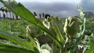 Se inicia la plantación de alcachofas con la esperanza de recuperar la superficie previa a la DANA