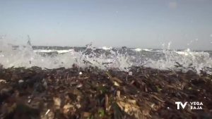 Comienza la recogida de restos de Posidonia en la costa oriolana