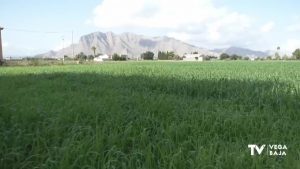 El pasto de Sudán, un alimento muy completo para los animales de Granja Escuela