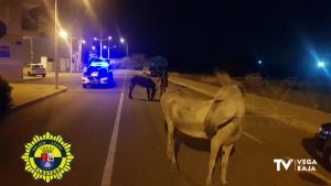 Dos burros campan a sus anchas por Albatera