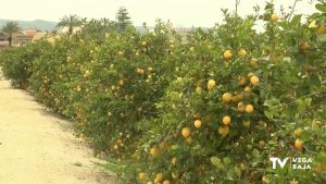 La Vega Baja cosechará este año la mitad de limones verna