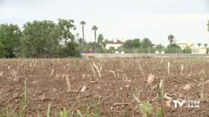 Los agricultores aprovechan los últimos coletazos del verano para plantar sus alcachofas