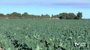 Pilar de la Horadada aconseja a sus agricultores qué hacer para proteger sus cosechas si llueve