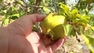 Se acerca la campaña de la granada mollar con la esperanza puesta en el cielo