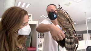 La Biblioteca Municipal de Benejúzar estrena el «Rincón de las Aves y la Cetrería»