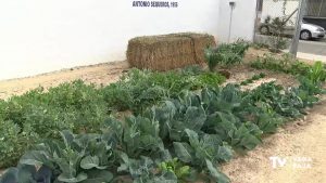 Seis nuevos huertos urbanos en el Ecomuseo de Almoradí se ponen a disposición de los vecinos