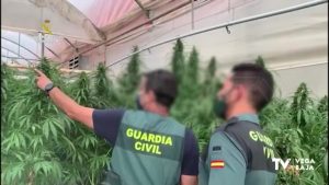 Ocho plantaciones de marihuana se hacían pasar por empresas de cáñamo en Cox y Orihuela