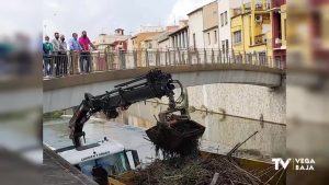 El ayuntamiento de Orihuela retira cañas del río y la CHS avisa de que primero se reduce el caudal