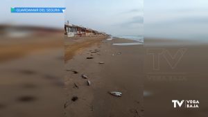 Los peces muertos en la desembocadura del río desatan la alarma por lo ocurrido en el Mar Menor