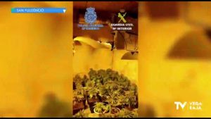 Localizan 100 plantas de marihuana dentro de una casa de San Fulgencio