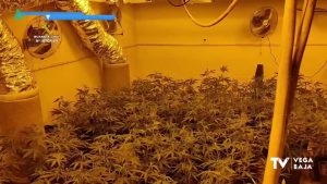 Cae en Torrevieja y San Juan una banda lituana de traficantes de marihuana líderes en el sector