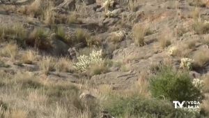 Con retraso y sin fecha para el control del cactus invasivo en la sierra de Orihuela