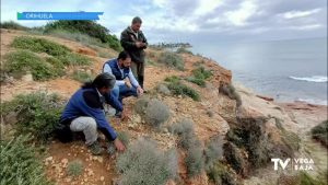 Encuentran 117 ejemplares de una planta en peligro de extinción en la microrreserva de La Glea