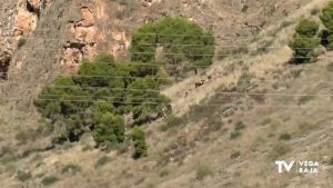 La sierra de Orihuela está a un paso de perder 200.000 euros para llevar a cabo su reforestaración