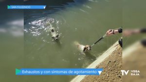 La Policía Local de San Fulgencio rescata a dos perros que habían caído al Azarbe de la Reina