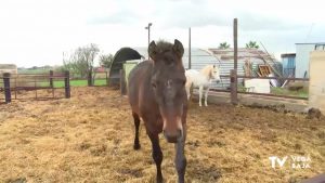 Polémica en Dolores en torno a unos caballos de la partida Las Cebadas