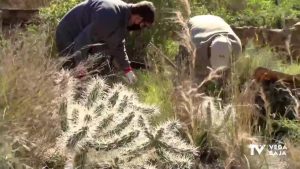 Empiezan a retirar el cactus Arizona en la sierra de Orihuela