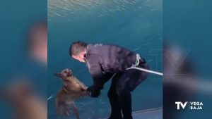 La Policía Local de San Miguel de Salinas rescata a un perro atrapado en un canal de riego