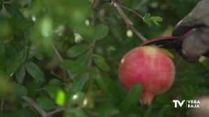 Una tesis doctoral concluye que aplicar sustancias naturales a la granada mejora su color y calidad