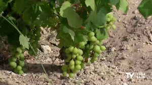 Estafa de 45 toneladas de uva con denominación de origen protegida