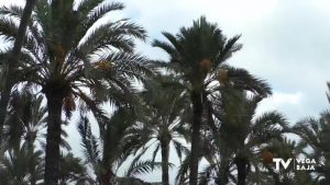 Escarda y descarga de palmeras en Orihuela