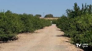 Los agricultores denuncian que empresas intermiediarias y especuladores les están "robando" limones