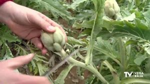 Las bajas temperaturas de estos días dejan heladas las alcachofas