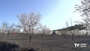 En floración los almendros de Torremendo