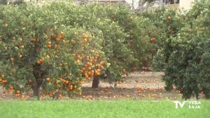 Las naranjas se quedan en el árbol
