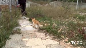 Se investiga un posible envenenamiento de gatos en Orihuela