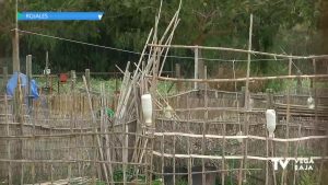 Rojales integra la biodiversidad en las zonas urbanas y los centros educativos