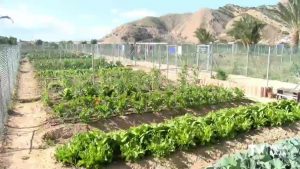 Los huertos urbanos ecológicos de Orihuela ya están dando sus frutos