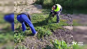 Se retiran varias toneladas de especies invasoras en las dunas de La Mata (Torrevieja)