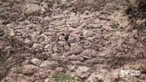 La sequía preocupa a la huerta de la Vega Baja