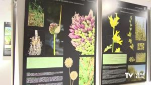 El Palmeral de Orihuela acoge la exposición ‘Las plantas y sus usos tradicionales’