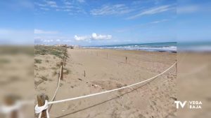 La Playa de la Mata acota una zona para proteger los nidos de chorlitejo patinegro