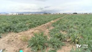 La Vega Baja ahorra un 15% del riego anual con las últimas lluvias