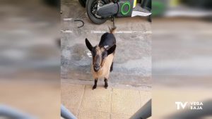 Una cabra aparece en el casco urbano de Rojales