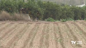 La huerta de la Vega Baja se libra de los efectos de las lluvias y el frío