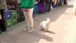 Formentera del Segura censa a los perros con su ADN