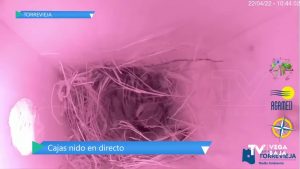 Se reparten 50 cajas nido por Torrevieja para ver cómo nacen y crecen los gorriones