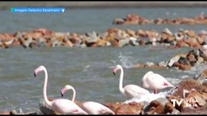 Vuelven a criar los flamencos en la Laguna de Torrevieja