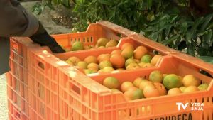 175 kilos de mandarinas robadas en San Miguel de Salinas acaban en una ONG de Torrevieja