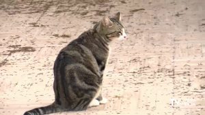 La Policía Local de Cox y Granja de Rocamora detecta varios envenenamientos de animales