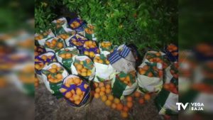 La Policía Local de Guardamar del Segura detiene a una persona por el robo de 1.000 kg de naranjas