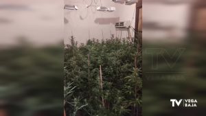 Dos detenidos tras encontrar 130 plantas de marihuana en una casa de San Bartolomé